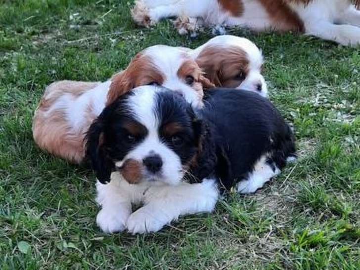 Un chiot mâle Cavalier King Charles à la vente (LOF)
