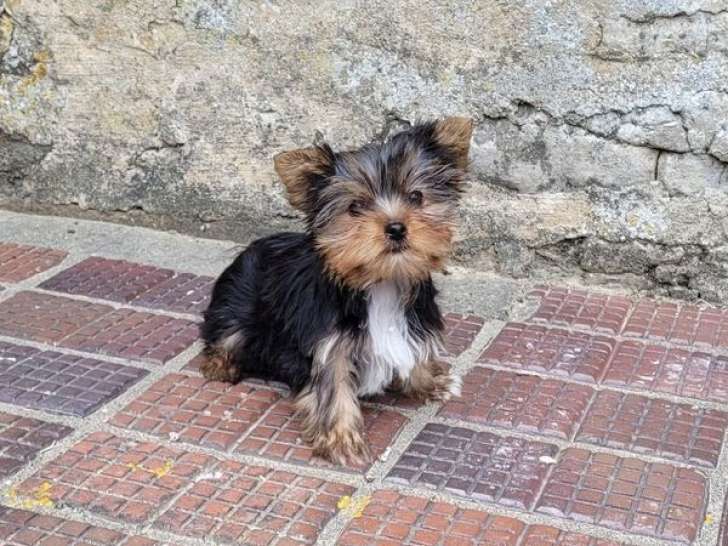 À acheter, un chiot mâle Yorkshire Terrier (LOF)