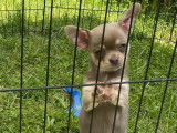 Un chiot femelle Chihuahua lilas tan LOF disponible