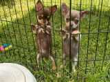 Un chiot femelle Chihuahua lilas tan LOF disponible
