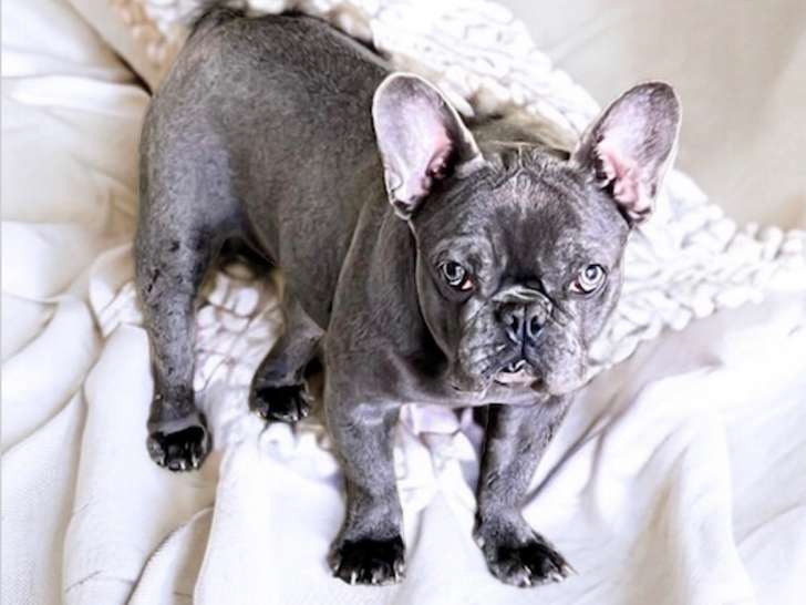 Chiots Bouledogues Français à vendre