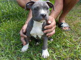Magnifiques chiots American Staffordshire Terrier bleu
