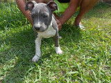 Magnifiques chiots American Staffordshire Terrier bleu
