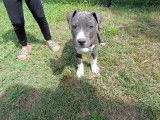 Magnifiques chiots American Staffordshire Terrier bleu