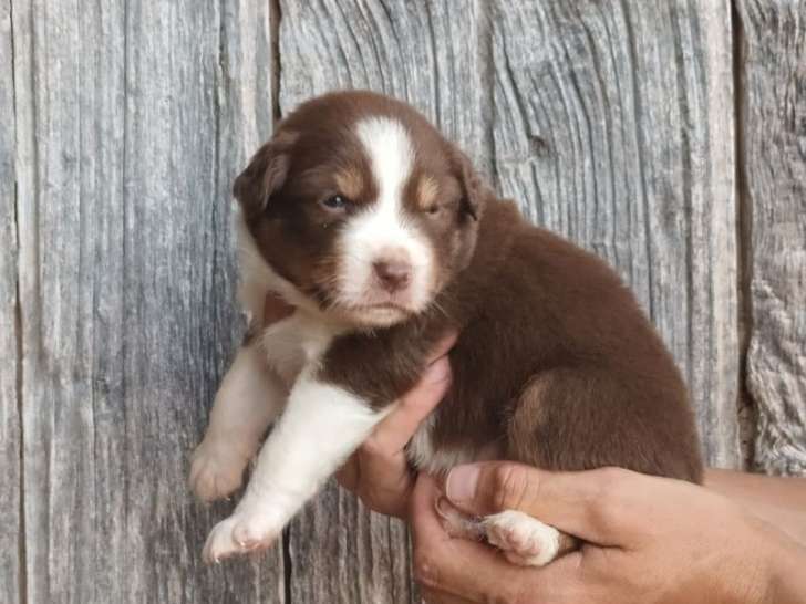 8 chiots Bergers Australiens LOF à vendre