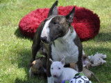 4 chiots Bull Terriers Miniatures LOF &agrave; r&eacute;server