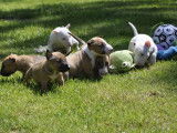 4 chiots Bull Terriers Miniatures LOF &agrave; r&eacute;server