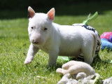 4 chiots Bull Terriers Miniatures LOF &agrave; r&eacute;server