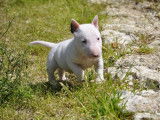 4 chiots Bull Terriers Miniatures LOF &agrave; r&eacute;server