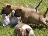 4 chiots Bull Terriers Miniatures LOF &agrave; r&eacute;server