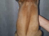 Chiots Rhodesian Ridgeback avec pedigrees disponibles