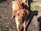 Chiots Rhodesian Ridgeback avec pedigrees disponibles