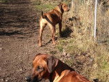 Chiots Rhodesian Ridgeback avec pedigrees disponibles