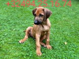 Chiots Rhodesian Ridgeback avec pedigrees disponibles