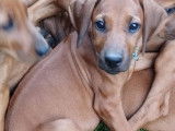 Chiots Rhodesian Ridgeback avec pedigrees disponibles