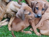 Chiots Rhodesian Ridgeback avec pedigrees disponibles
