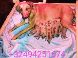 Chiots Rhodesian Ridgeback avec pedigrees disponibles