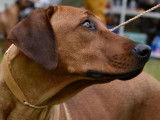 Chiots Rhodesian Ridgeback avec pedigrees disponibles