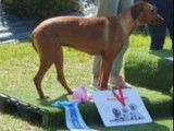 Chiots Rhodesian Ridgeback avec pedigrees disponibles