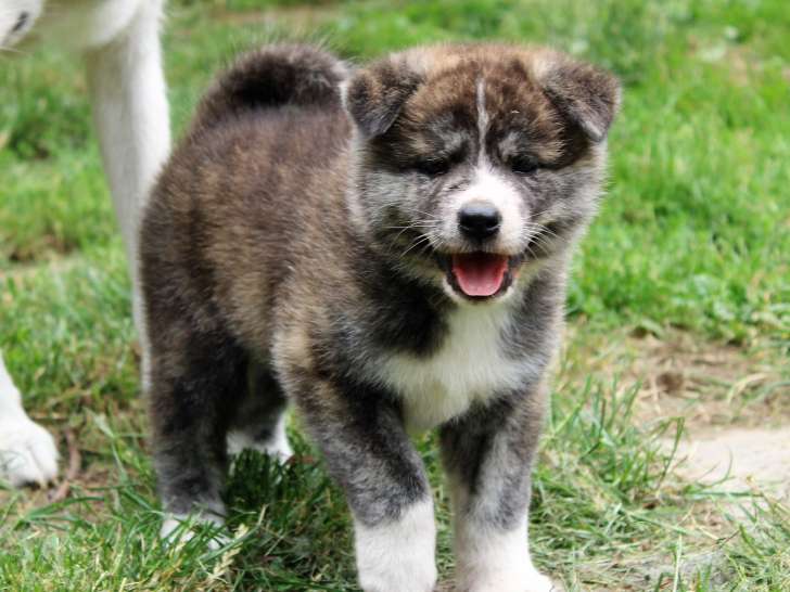 Chiots Akita Inu de pure race à vendre