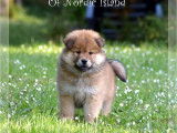 1 chiot femelle  Eurasier LOF à réserver