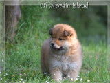 1 chiot femelle  Eurasier LOF à réserver