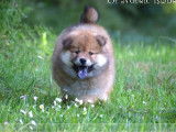 1 chiot femelle  Eurasier LOF à réserver