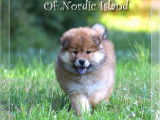 1 chiot femelle  Eurasier LOF à réserver