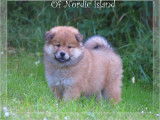 1 chiot femelle  Eurasier LOF à réserver