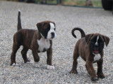 2 chiots mâles Boxers LOF à réserver