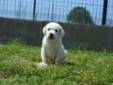 8 chiots Labrador Retrievers LOF à réserver