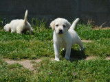 8 chiots Labrador Retrievers LOF à réserver