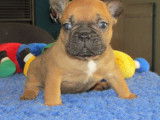 À réserver, 5 chiots Bouledogues Francais LOF