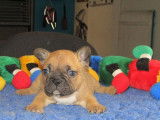 À réserver, 5 chiots Bouledogues Francais LOF