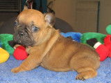 À réserver, 5 chiots Bouledogues Francais LOF