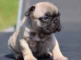 1 chiot mâle Bouledogue Français LOF à réserver