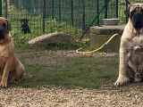 10 chiots Mastiffs Anglais LOF, &agrave; r&eacute;server