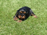 3 chiots Cavaliers King Charles LOF, à vendre