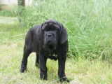 2 chiots Mâtins de Naples Noirs LOF à réserver