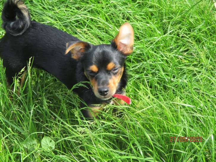 Chiot mâle noir et feu à donner