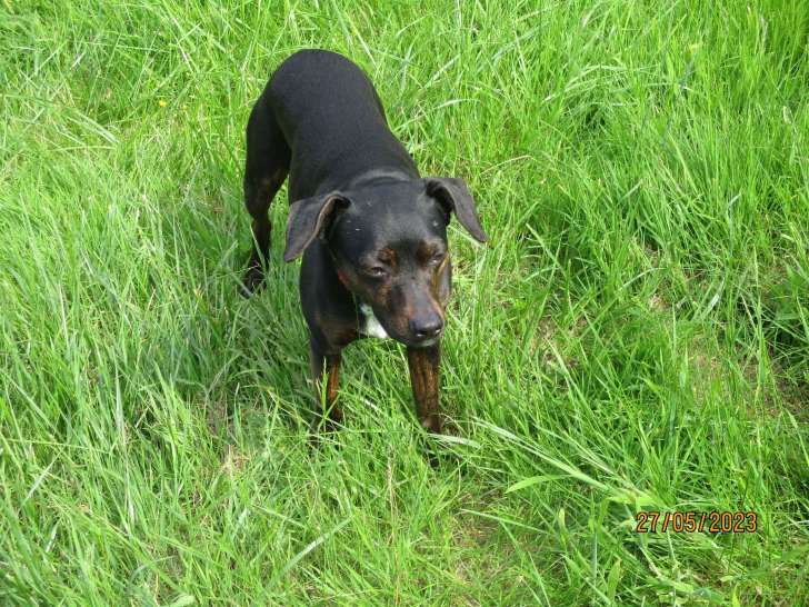 Chienne de 8 ans à donner