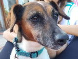 Chienne Jack Russell Terrier de 7 ans à adopter