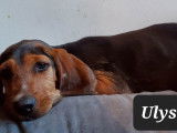 Chiot mâle à donner