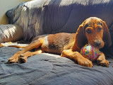 Chiot mâle à donner