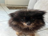 Mâle Spitz black and tan disponible pour saillie