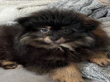 Mâle Spitz black and tan disponible pour saillie