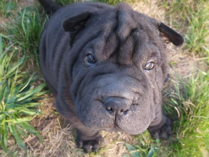 Chiots Shar-Peï LOF à vendre