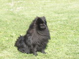 Spectaculaire petit Spitz Allemand LOF noir