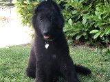 Chiots Berger Belge Groenendael à vendre