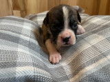 Chiots de race Boxer à vendre (5 femelles & 3 mâles)